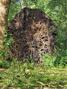 NOC-Poly- Kluit van omgewaaide boom in de wijk Wheermolen